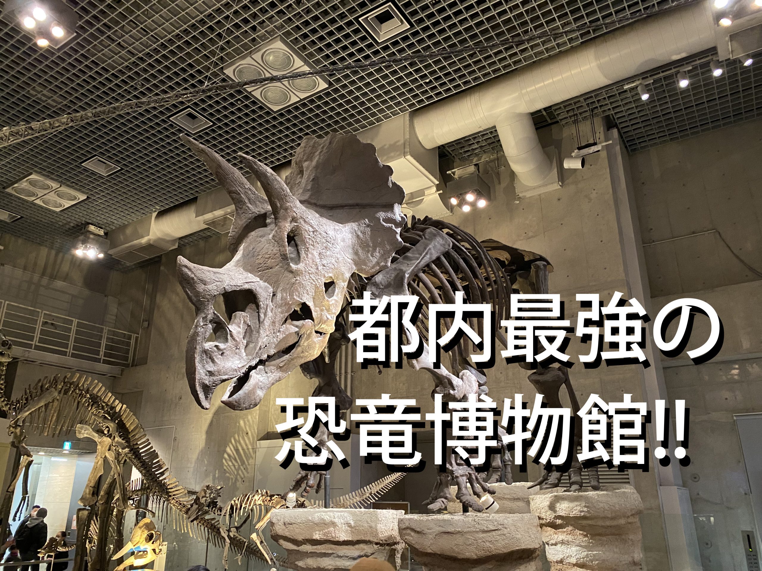 恐竜キッズ 都内最強の大量化石博物館 国立科学博物館に行ってみた くるまキッズ